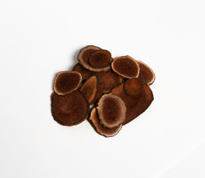 Панты марала слайсы 40 грамм